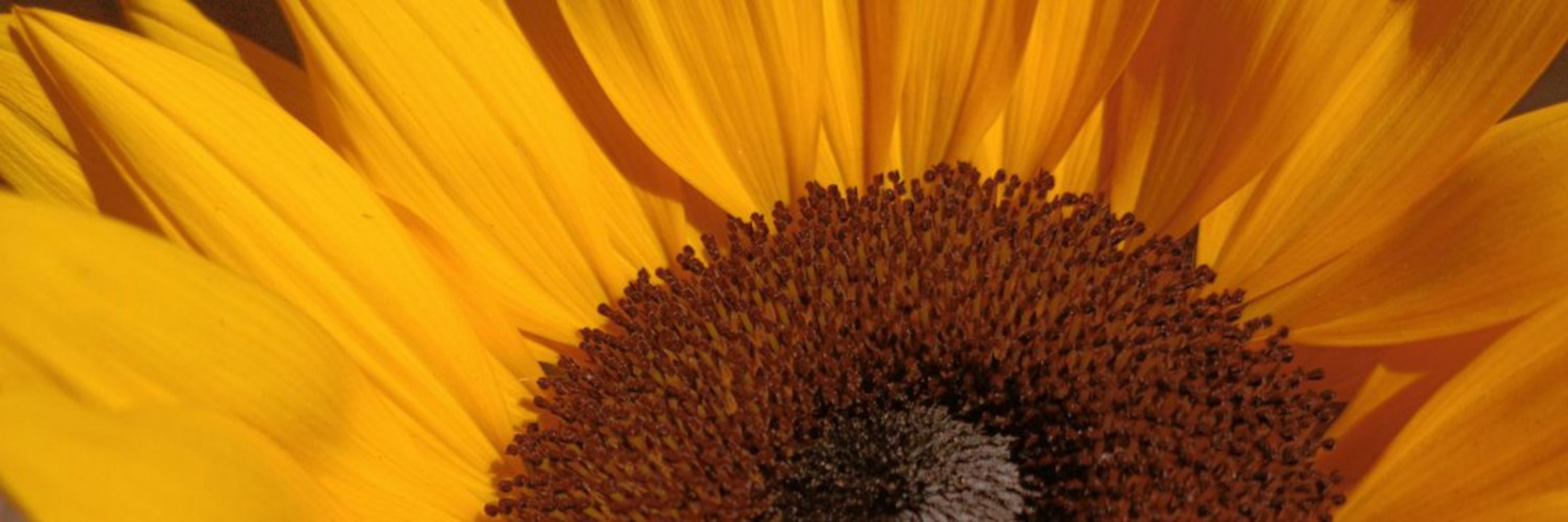 🌻 Sunflower 💛