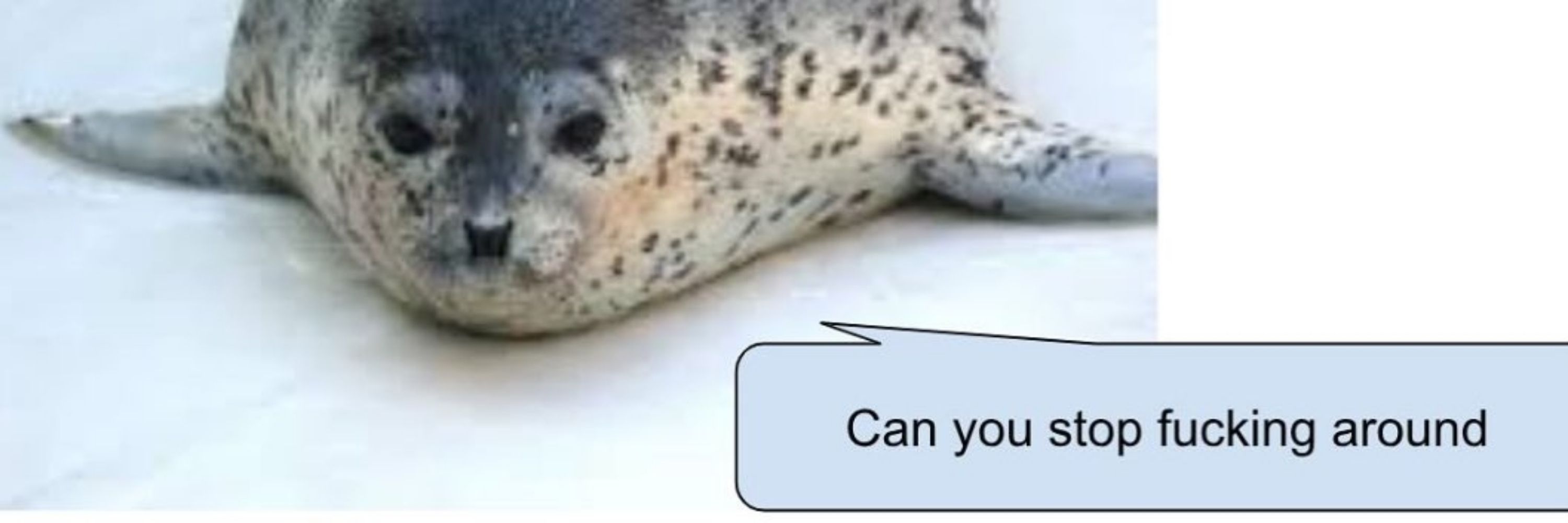 Seal🦭