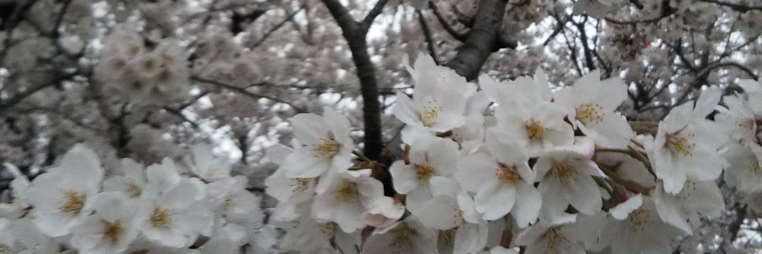 夏湖