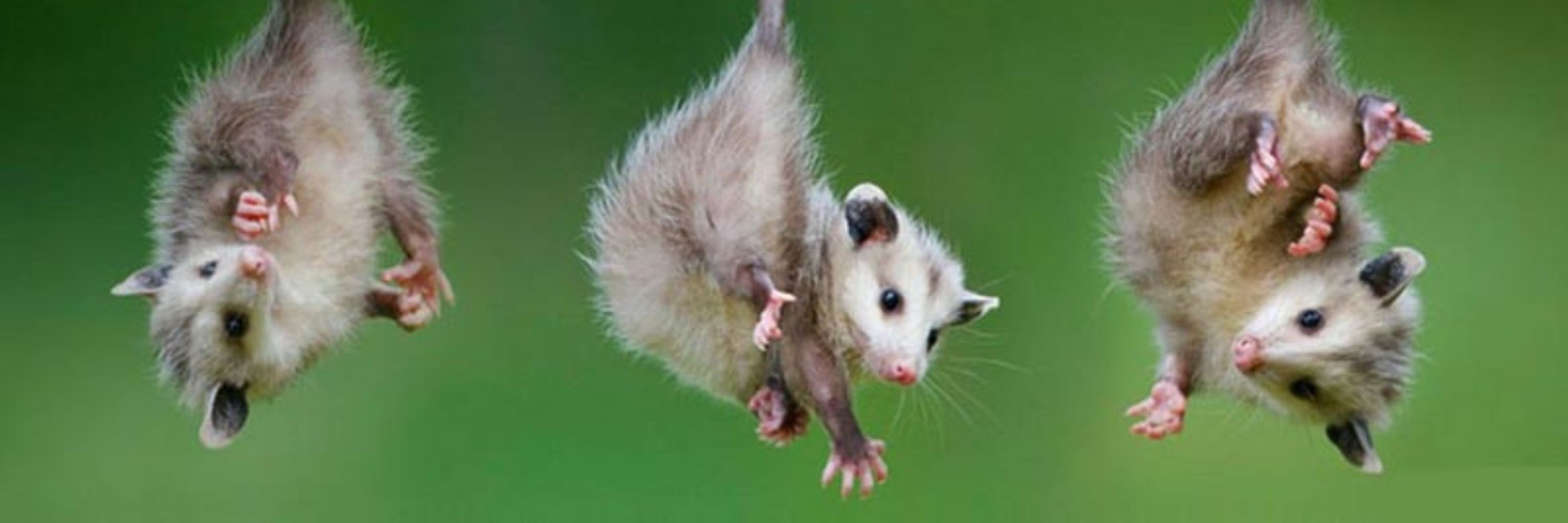Opossum Nation