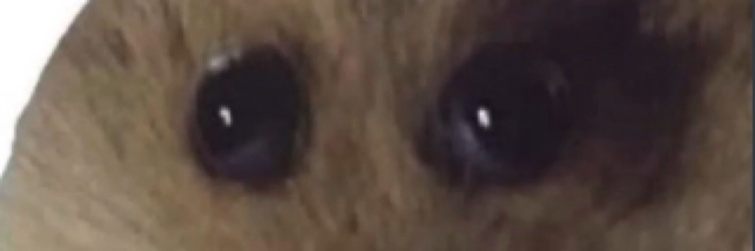 Calebbbbbbbbb