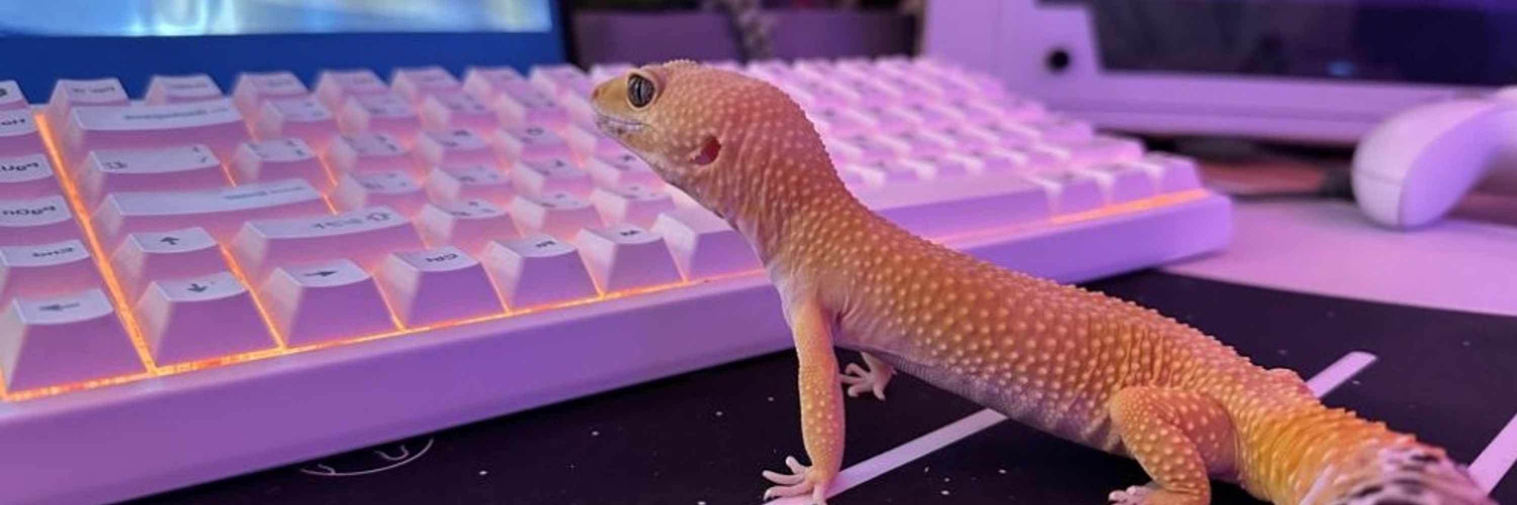 gekkoid