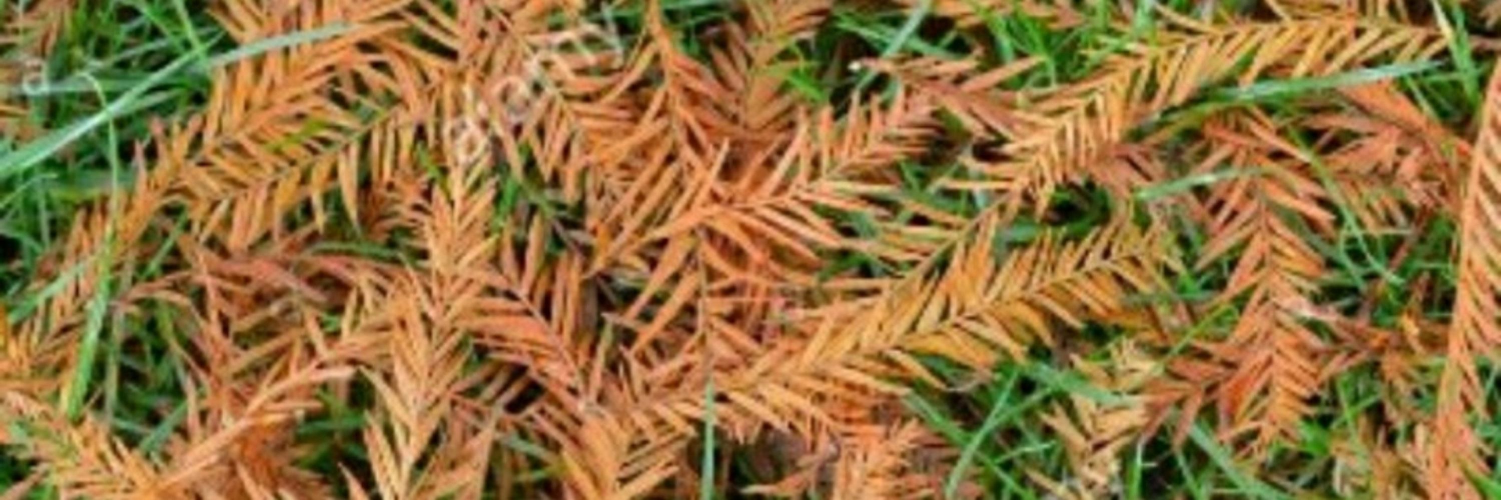 cypressneedles