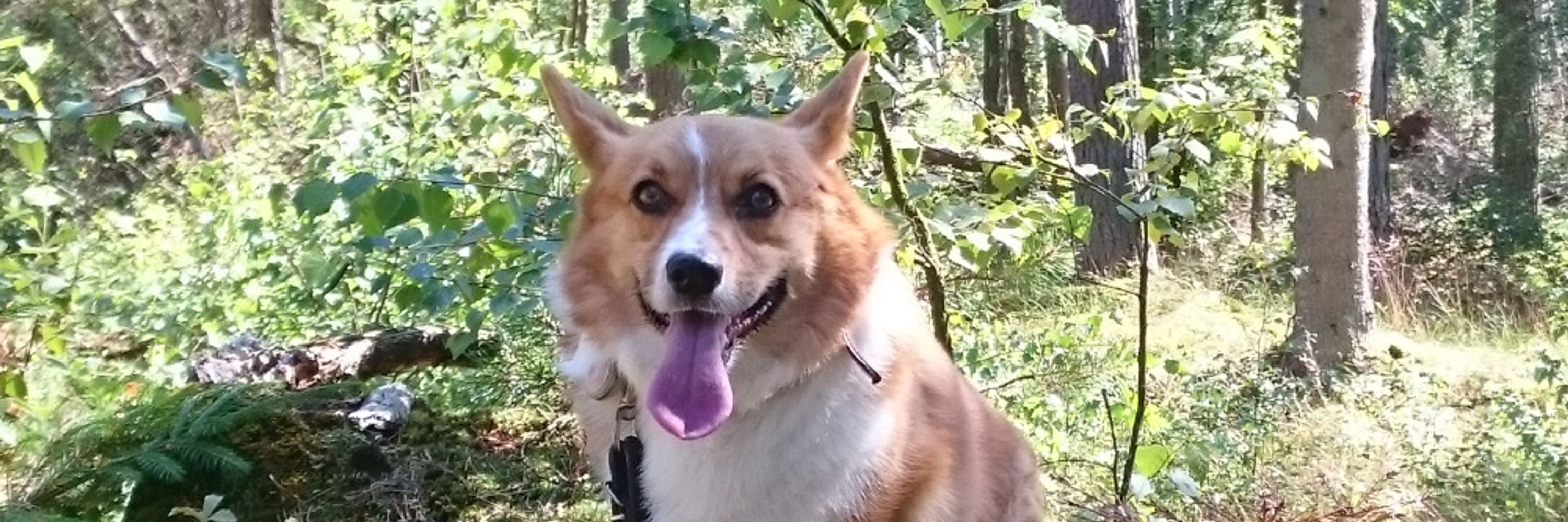 Spacejackal
