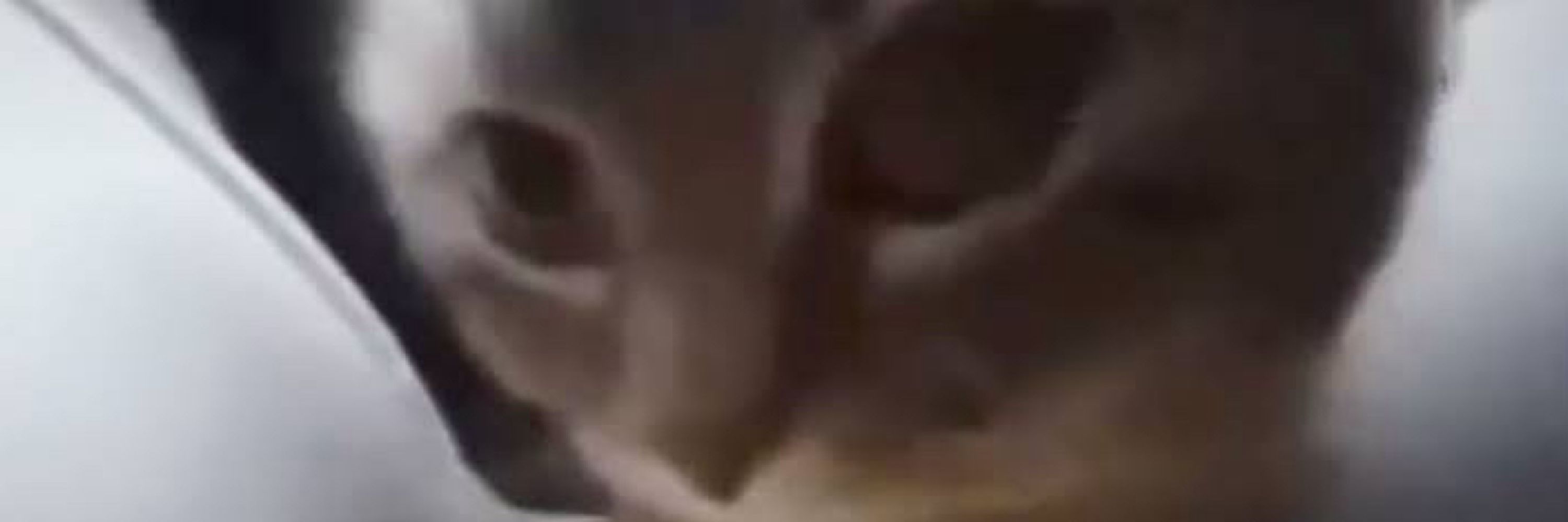 dane