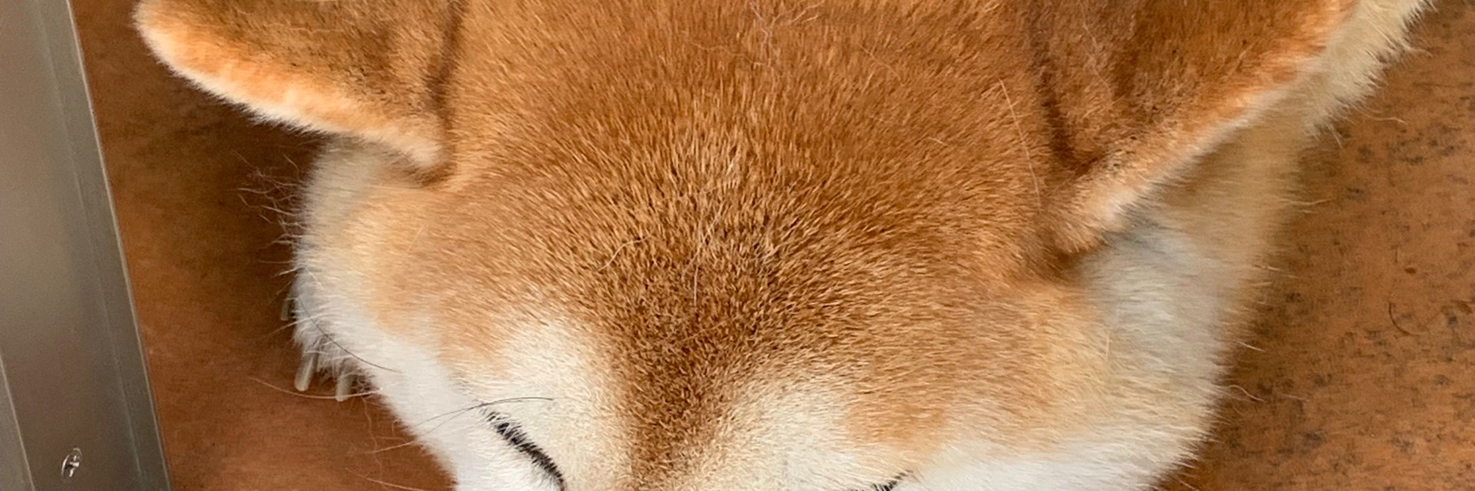 八坂