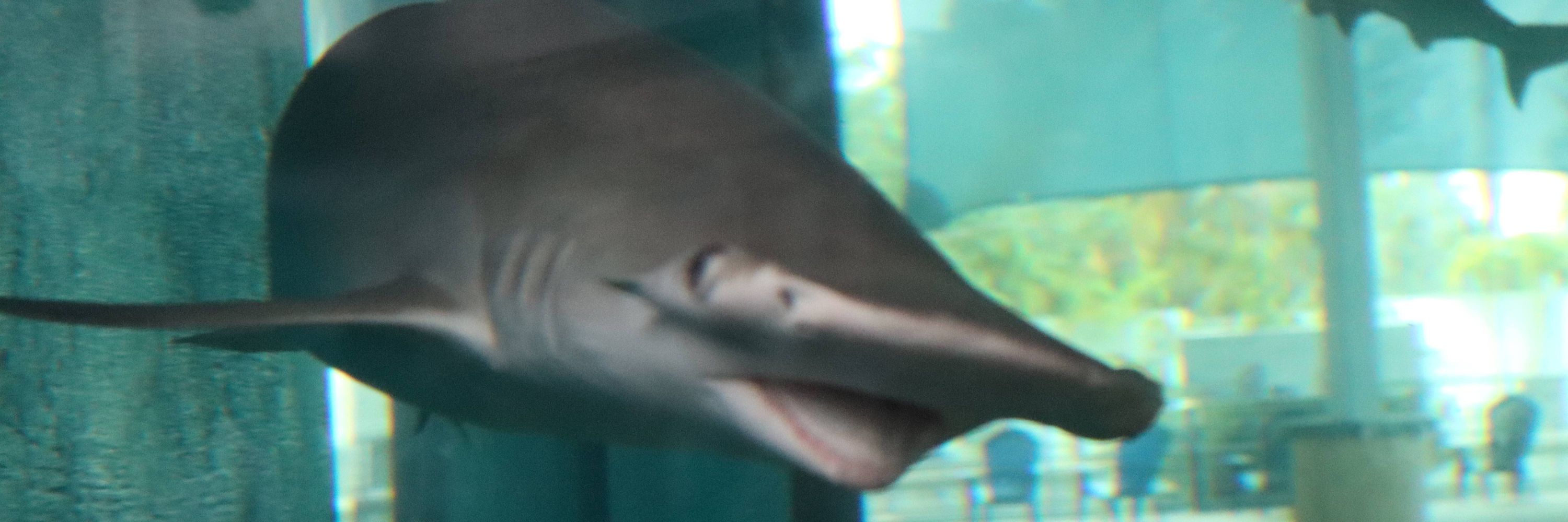 sharky