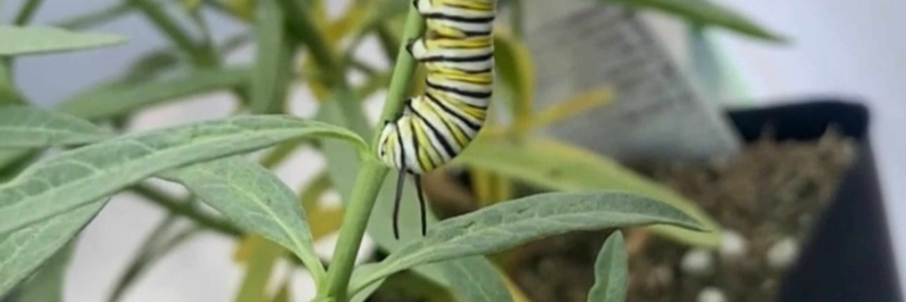 Community Conservation Project
