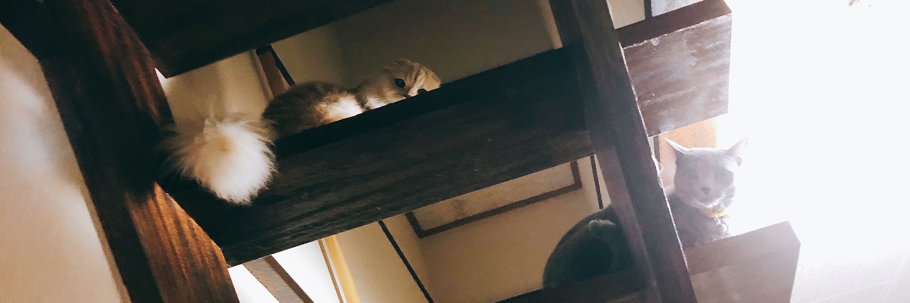猫柳