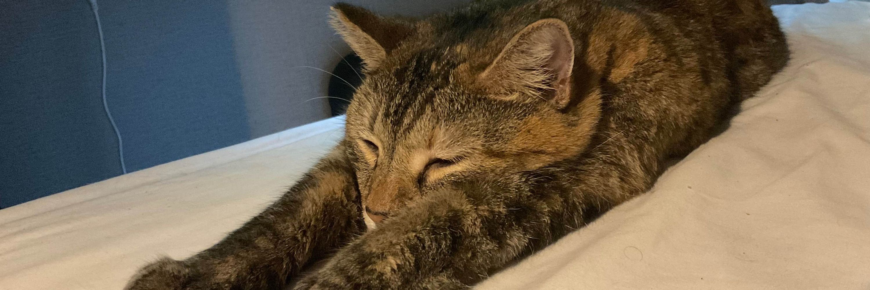 Ruby the Cat 🐱
