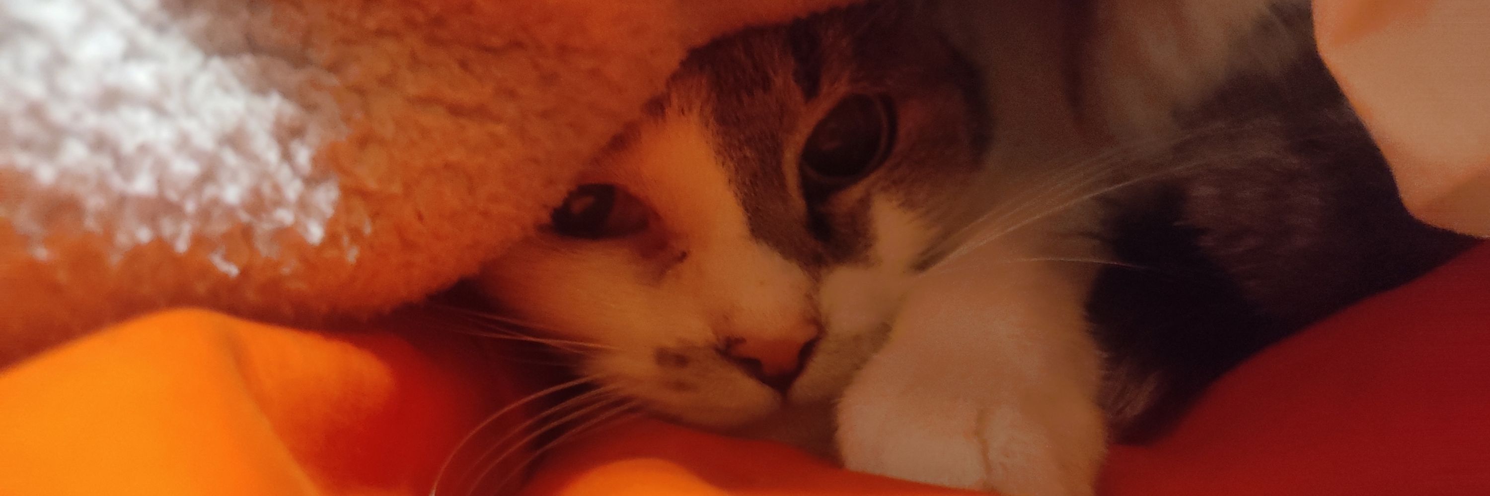 Victor