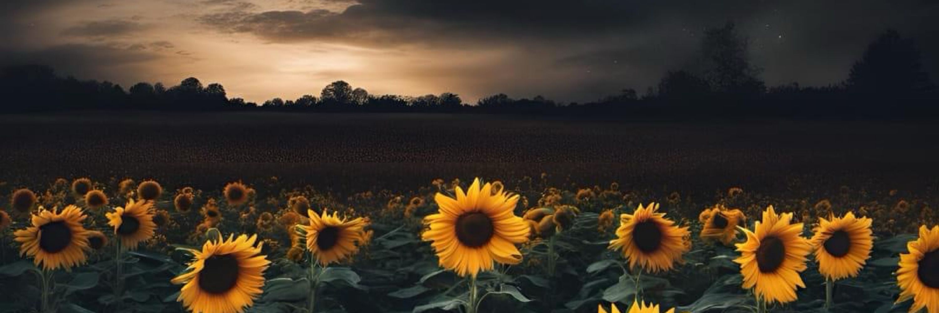 Vee 🌻