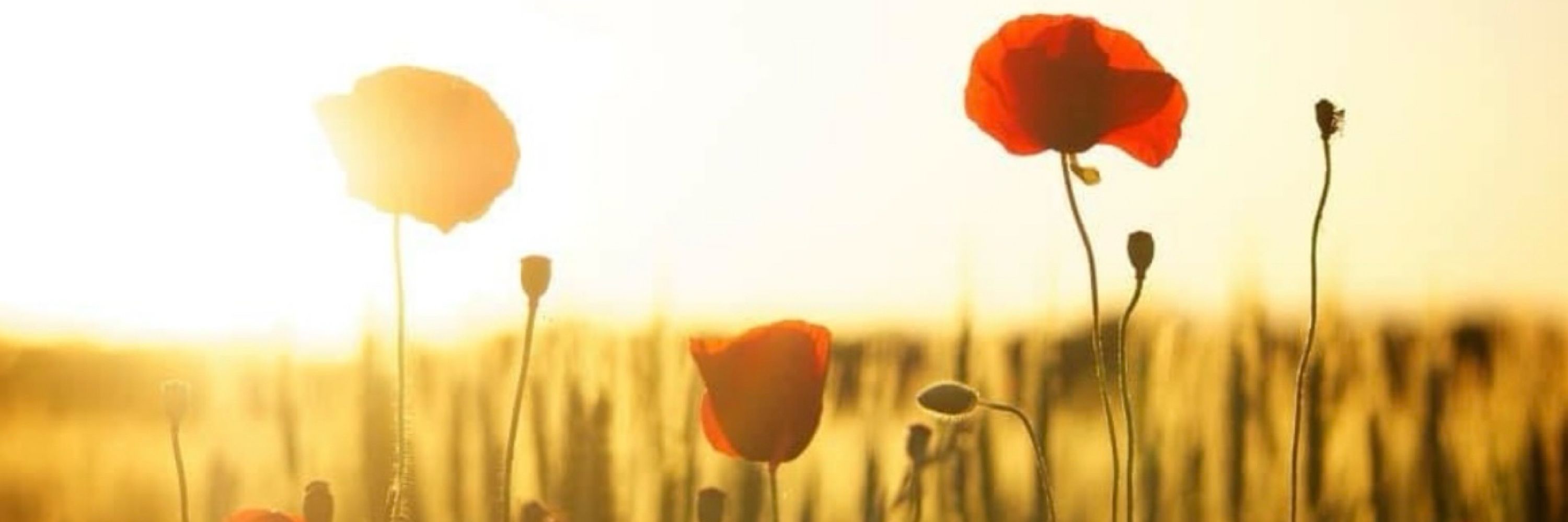 War Heroes Remembered