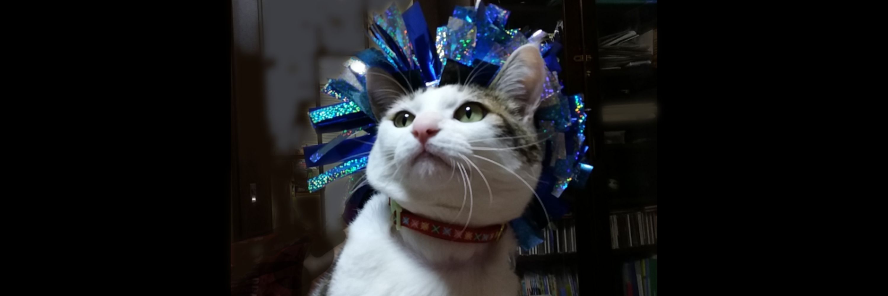 雛菊
