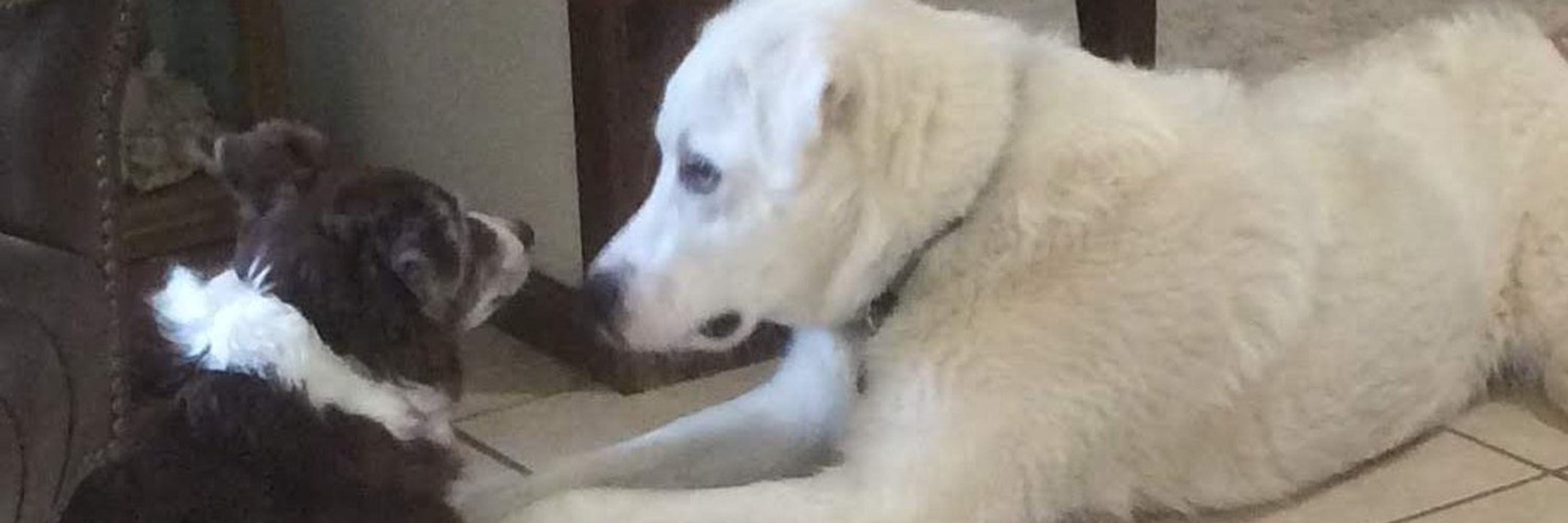 Julie