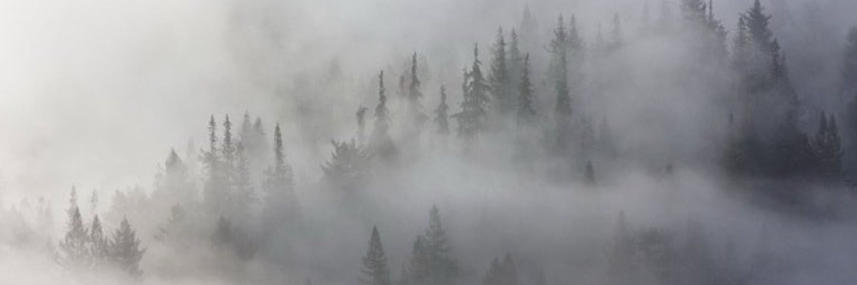 Emerald Forest
