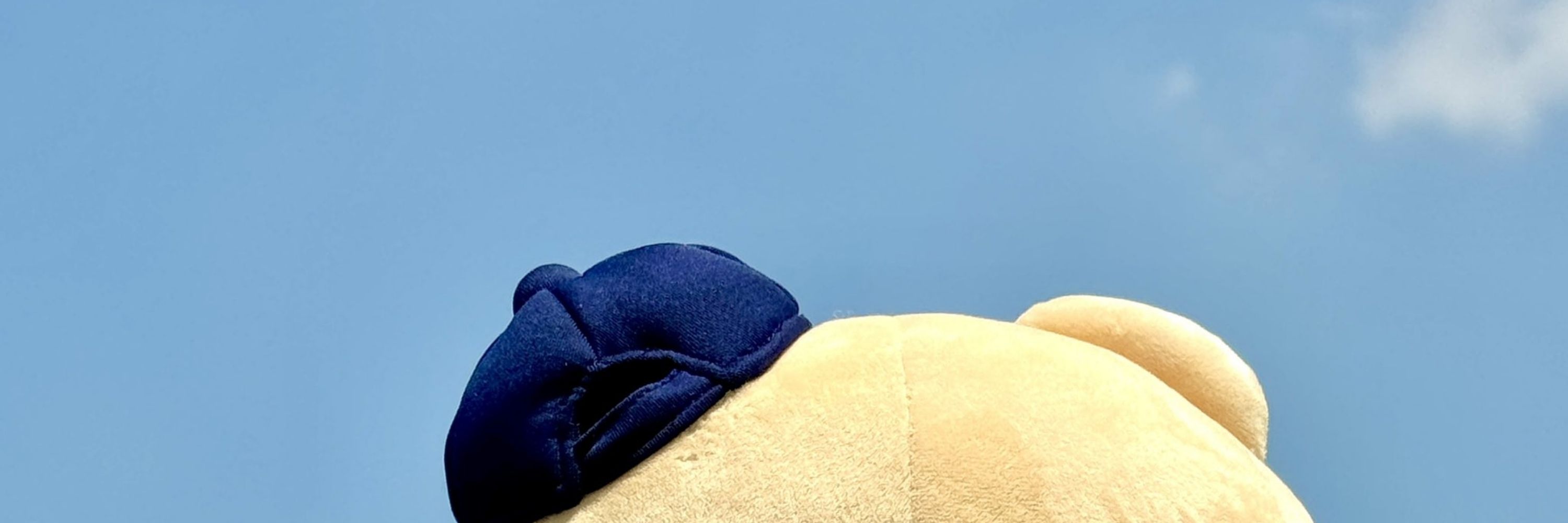 🐻