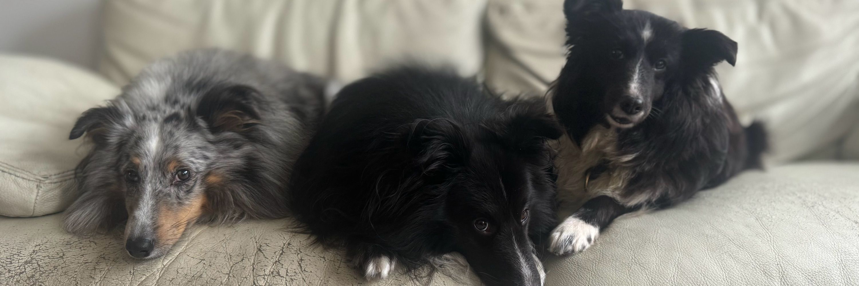 Luc & Shelties