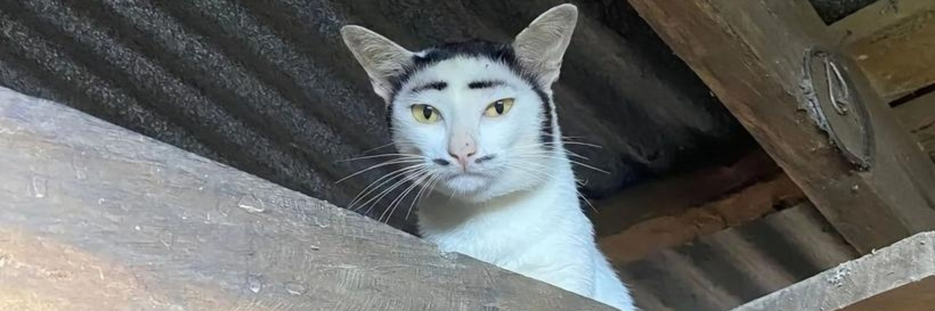 lau