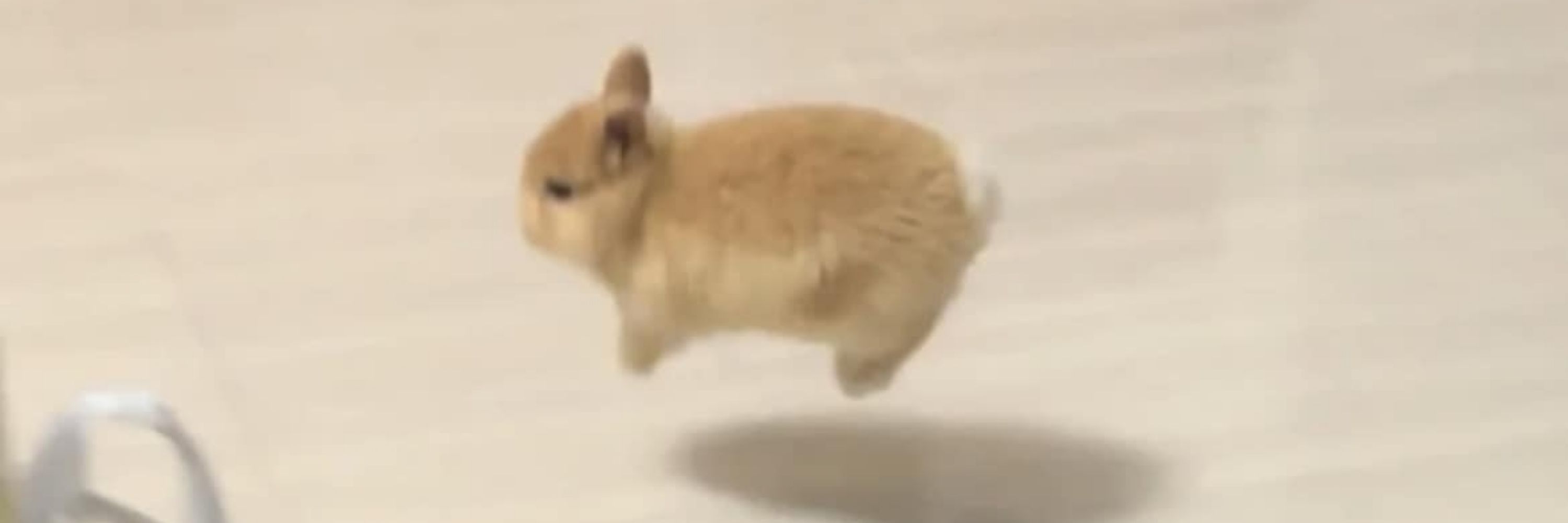 별초린