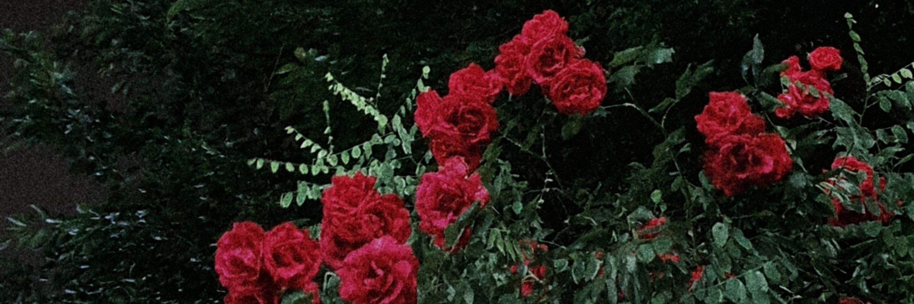 🥀홍 연화🥀