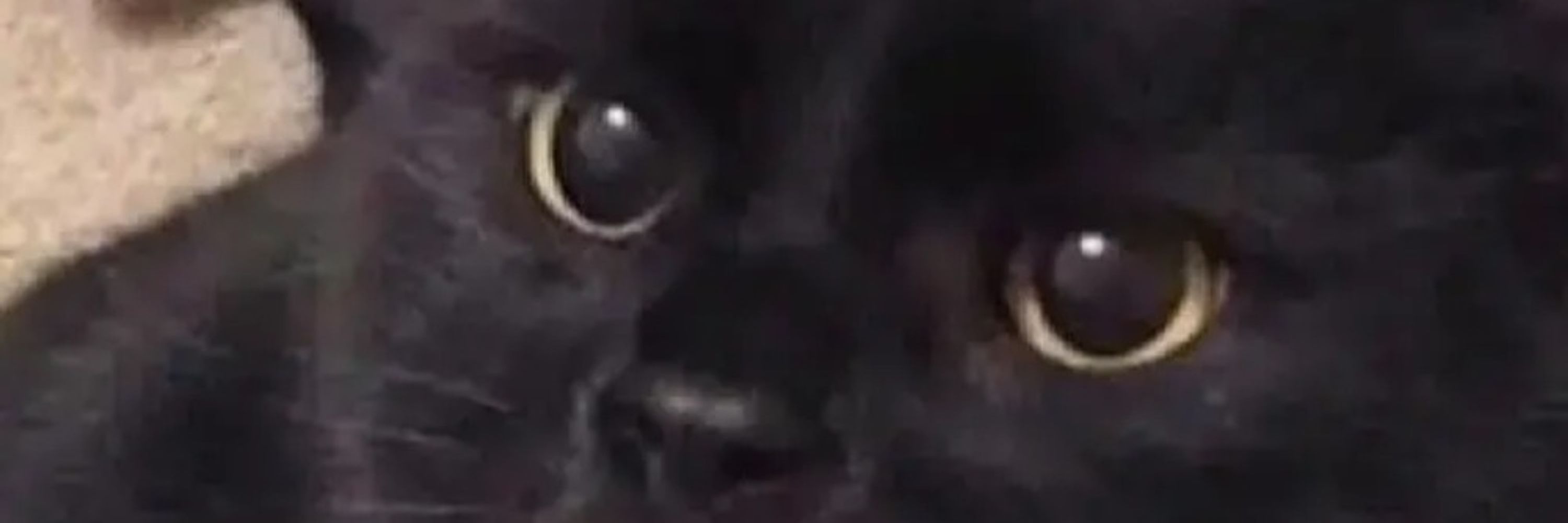 LeoAD
