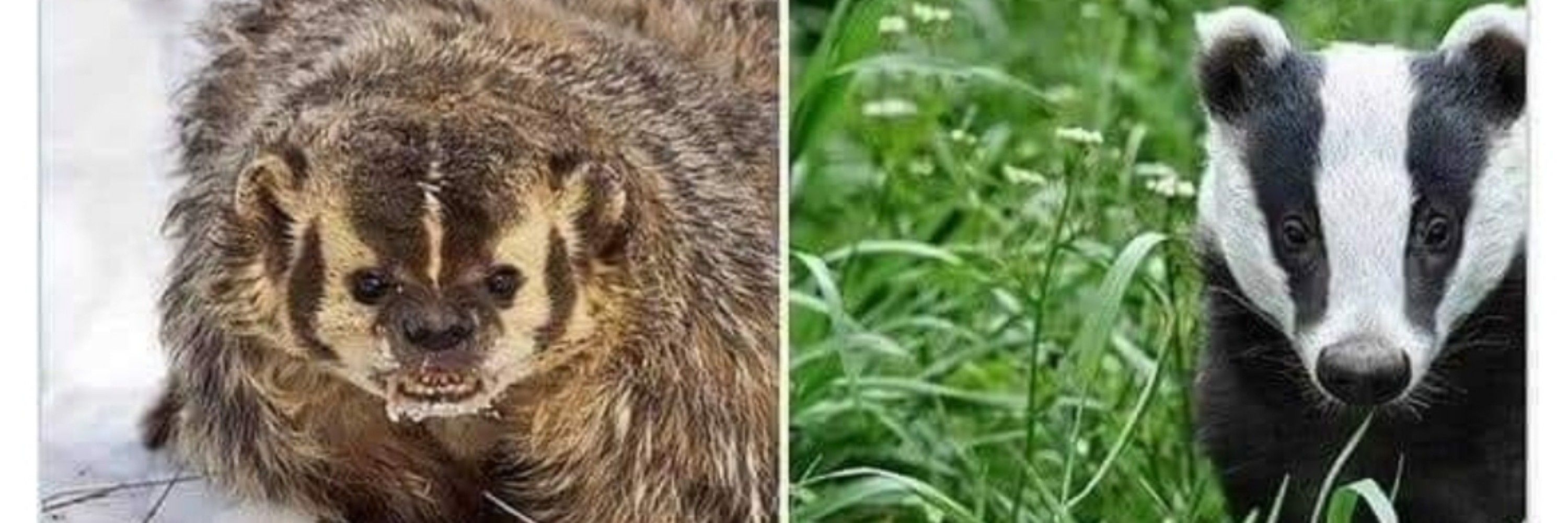 Daniel a.k.a. Mr Badger