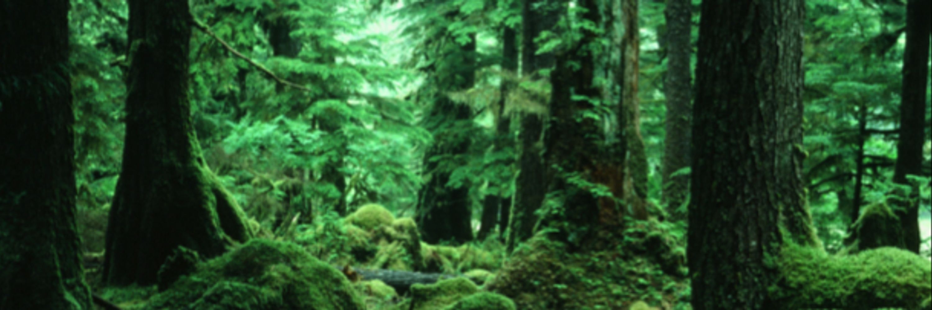ecogreen123
