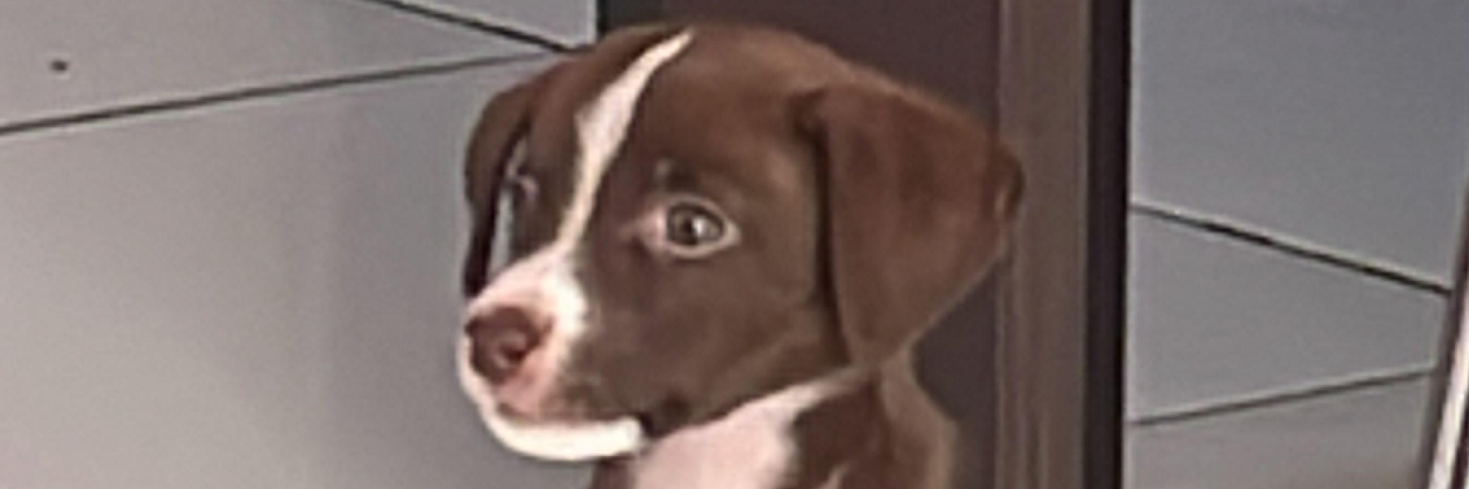 bruno