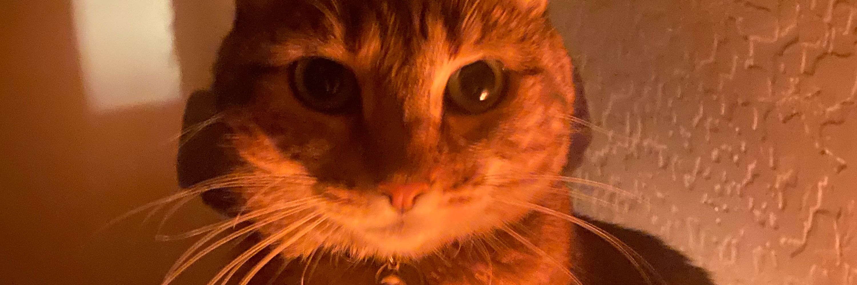Mauly