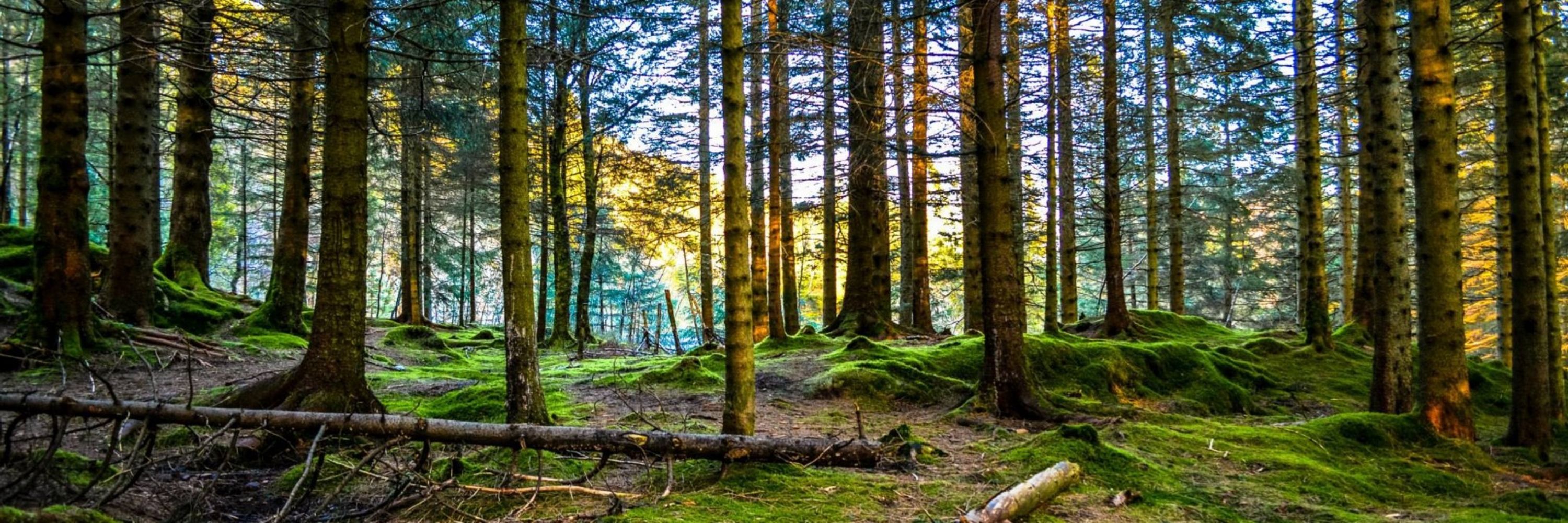 NordicForest