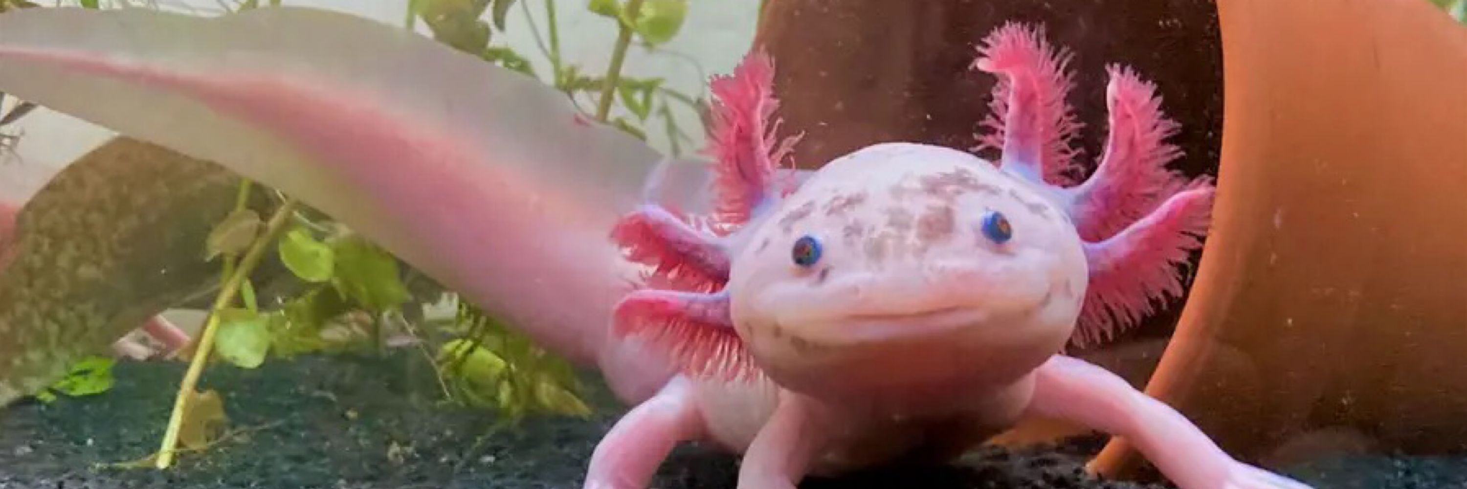 Liberal ‘Lotl