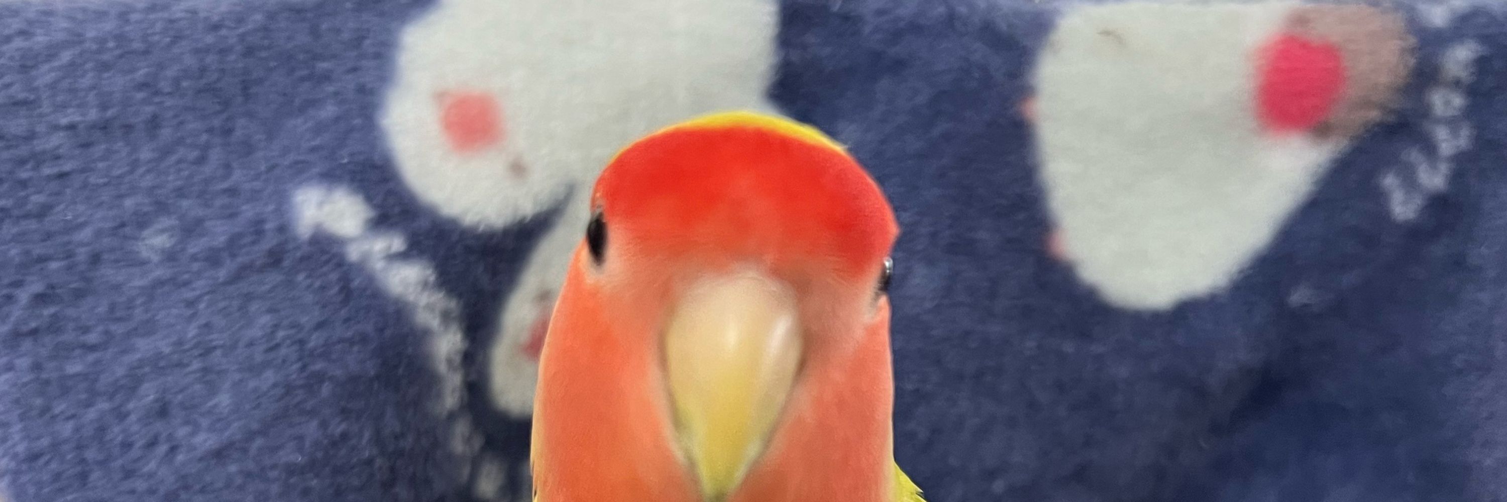 鳥の子