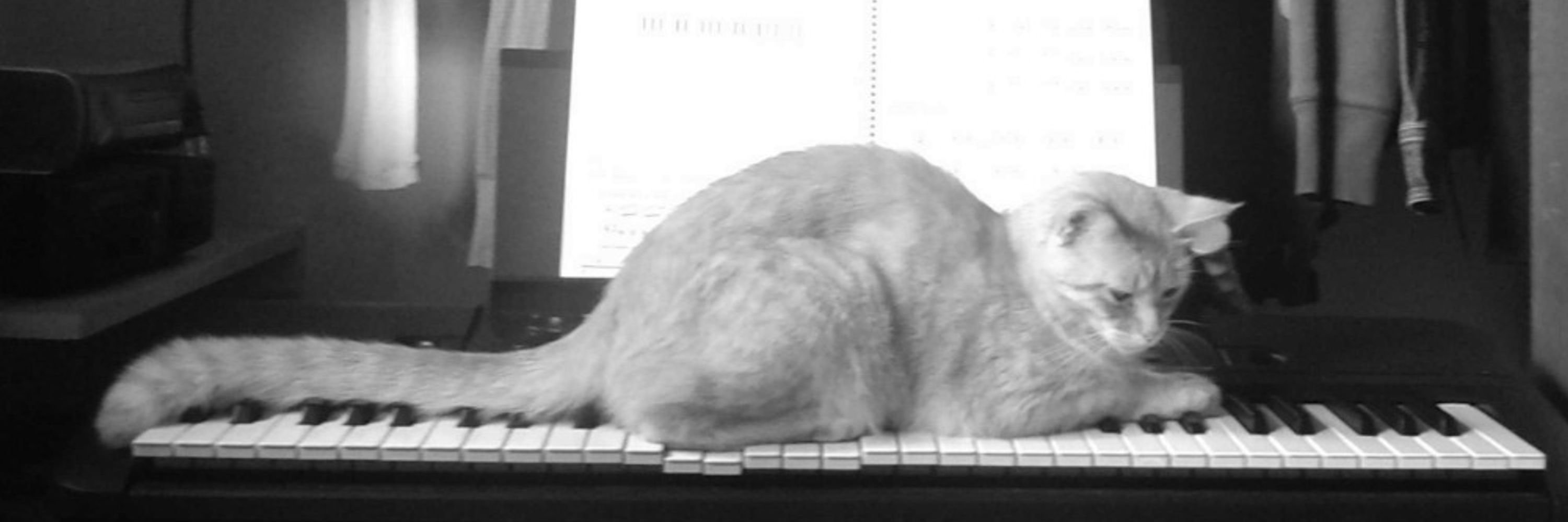 Catmints