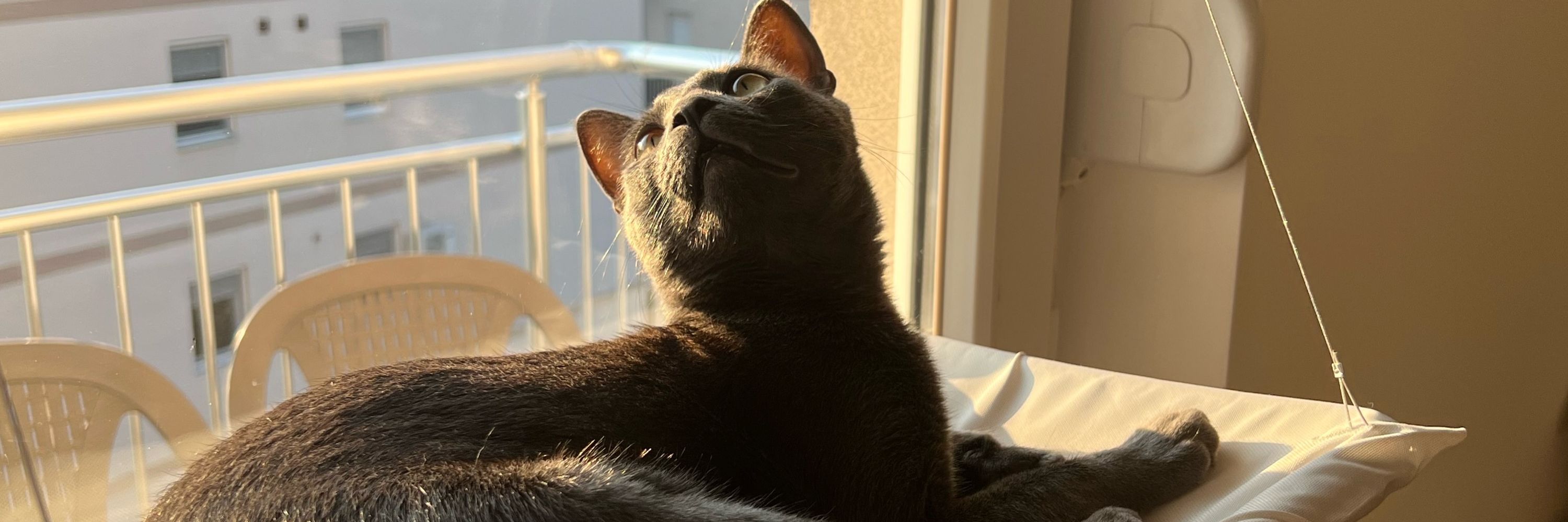 kat 🌙