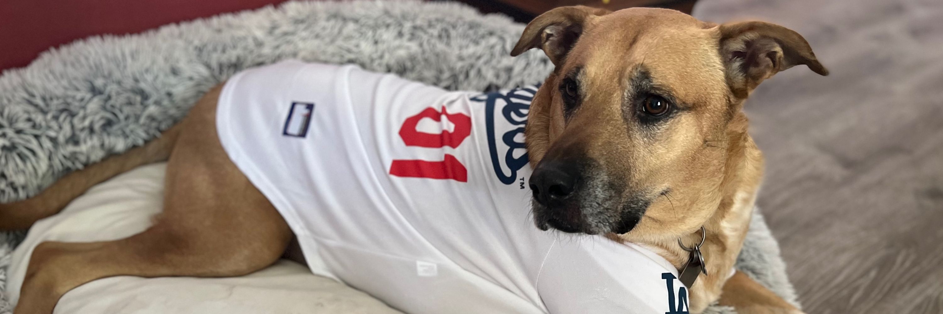 Dodger Dog Enthusiast