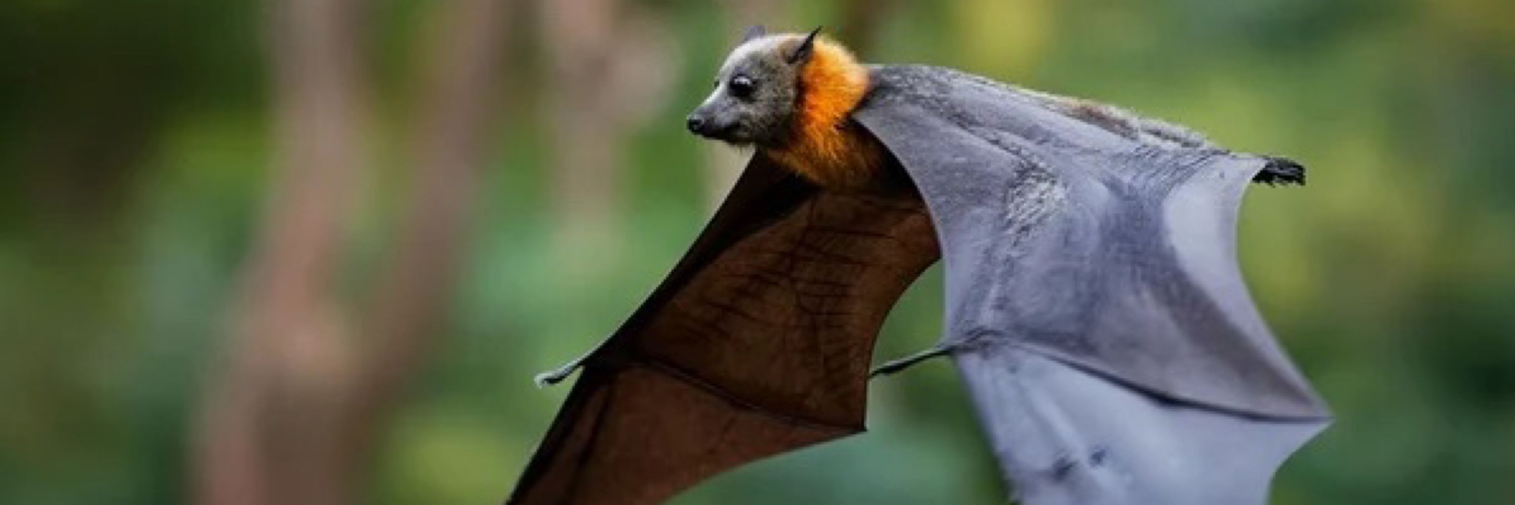 Flying Fox