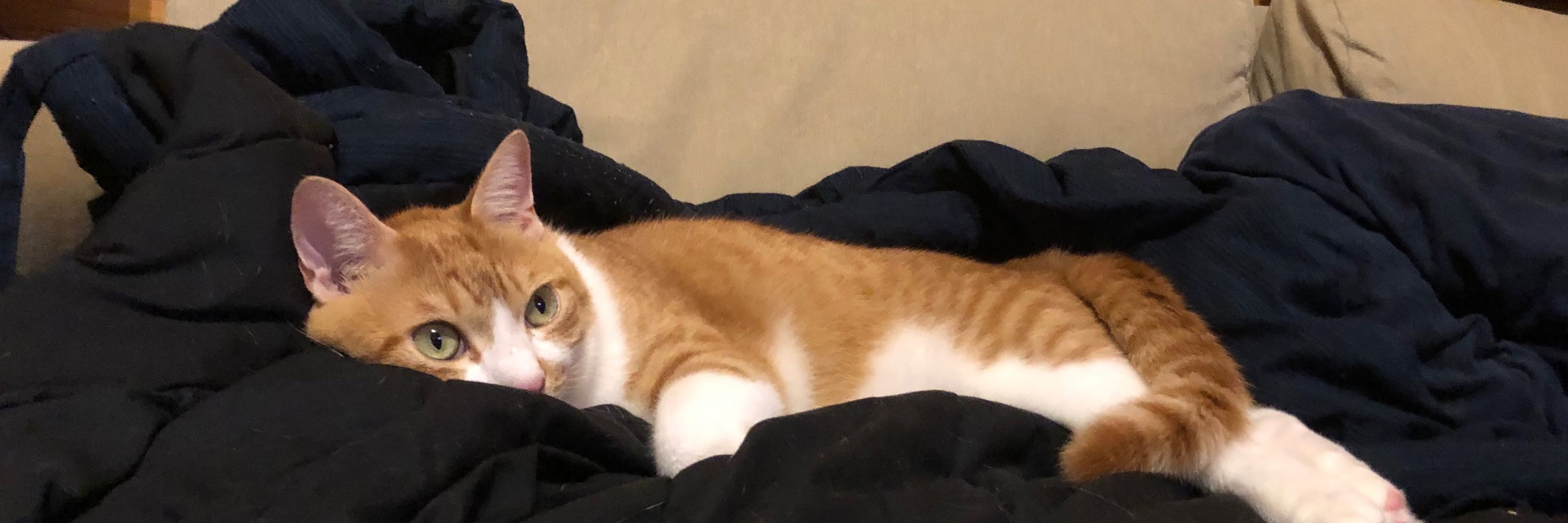 シロ