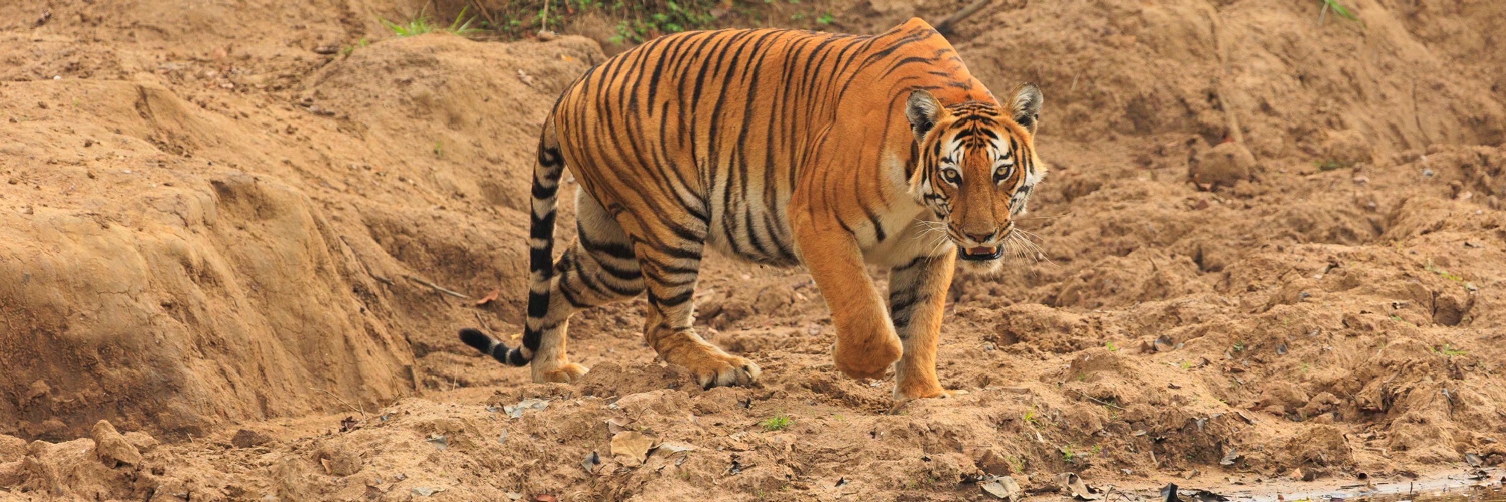 AKAwildlife - Anand Kavalapara