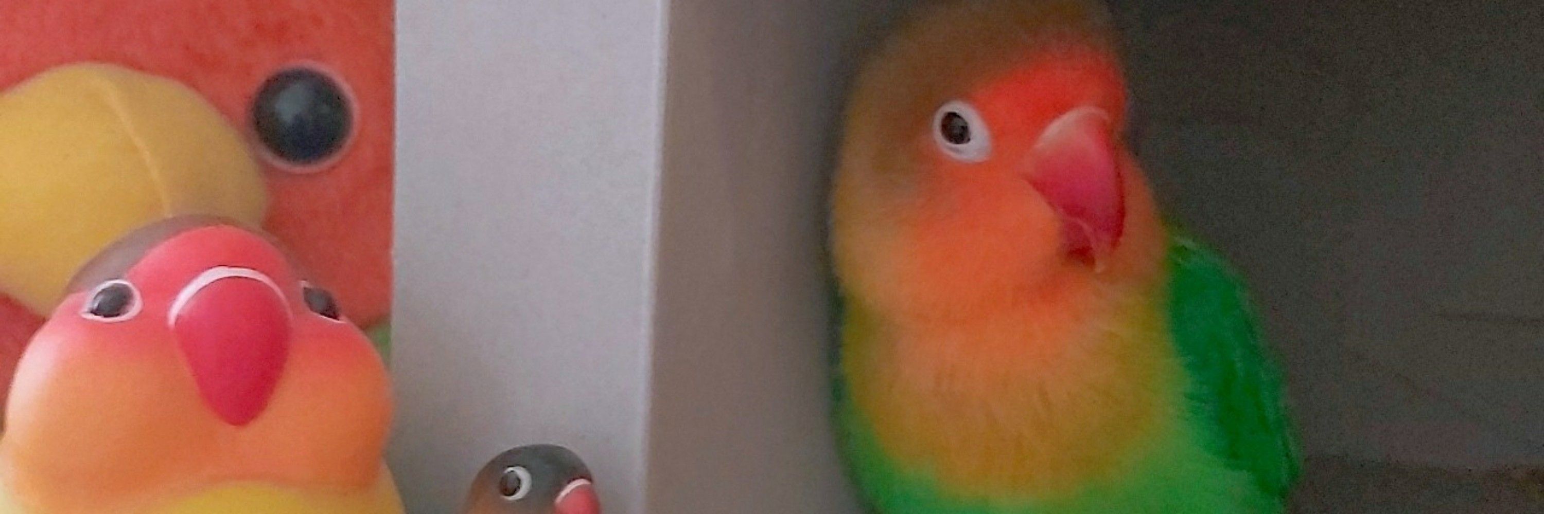 豆茯