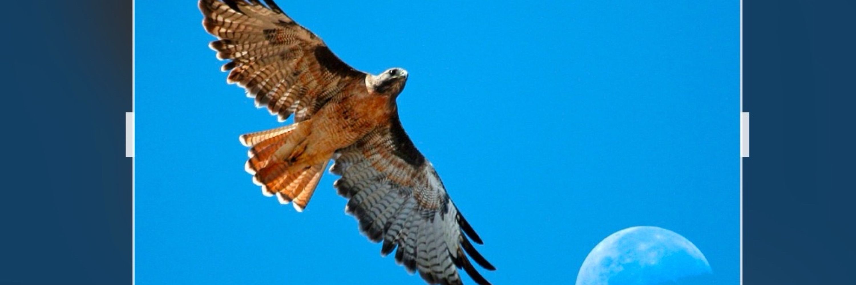 hawk_81_