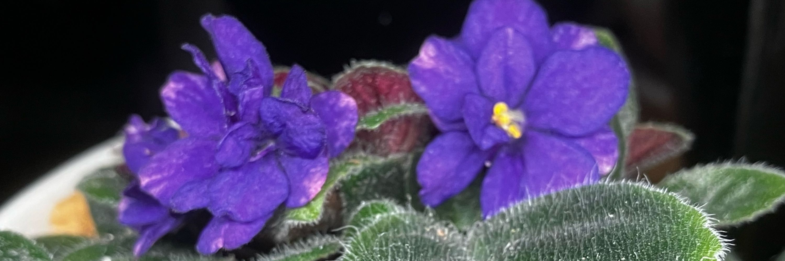 白花躑躅（アザレア）