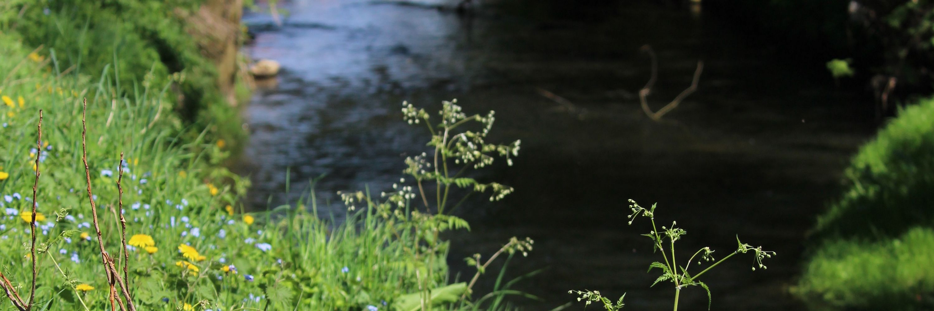 River Foss Society 