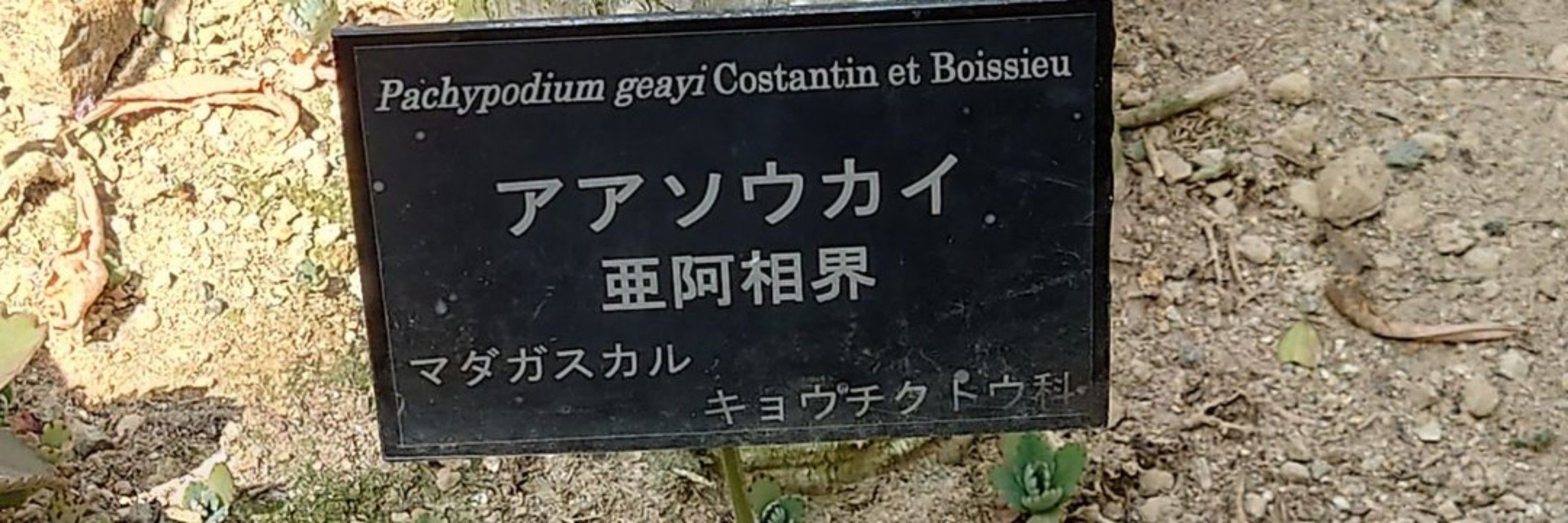 わどう