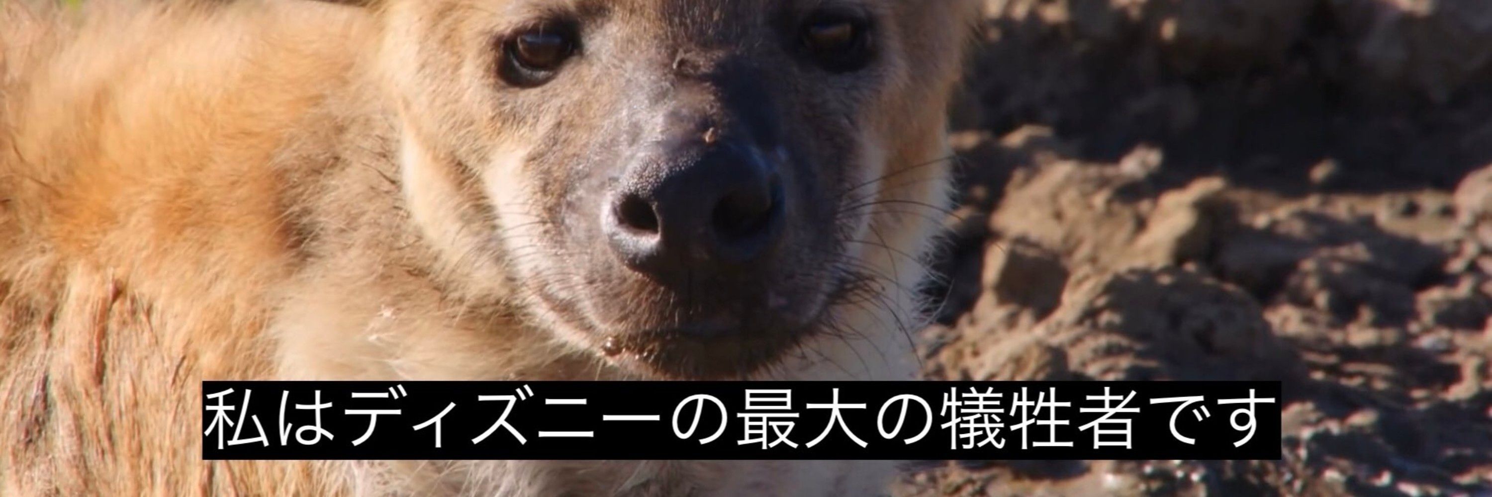 こんにゃく眼鏡