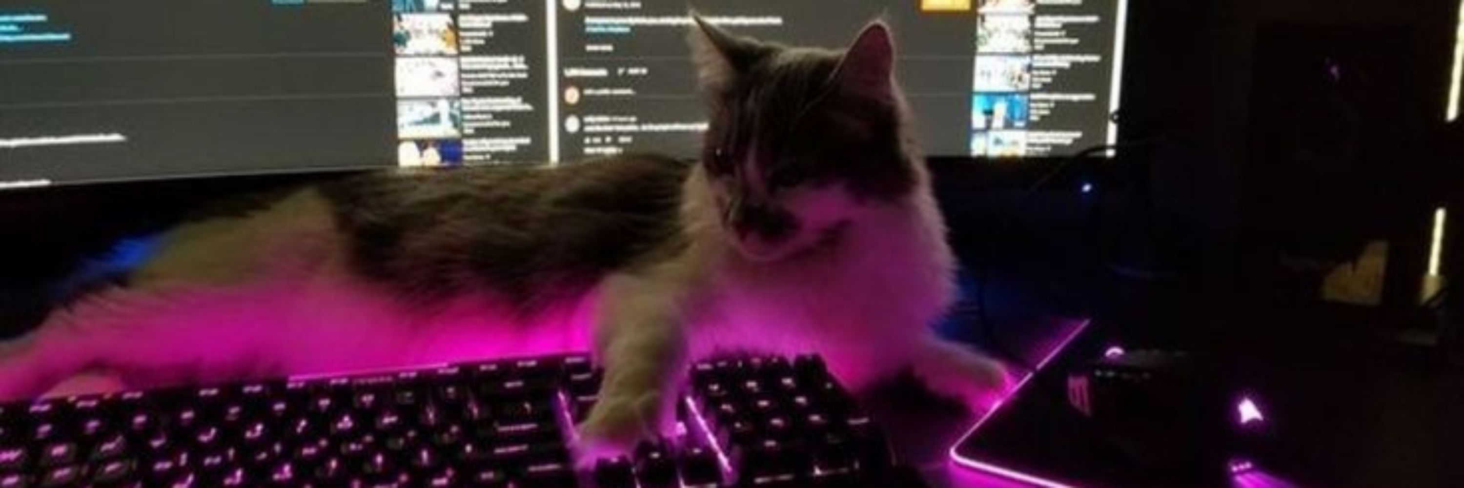 Evil_bellie 
