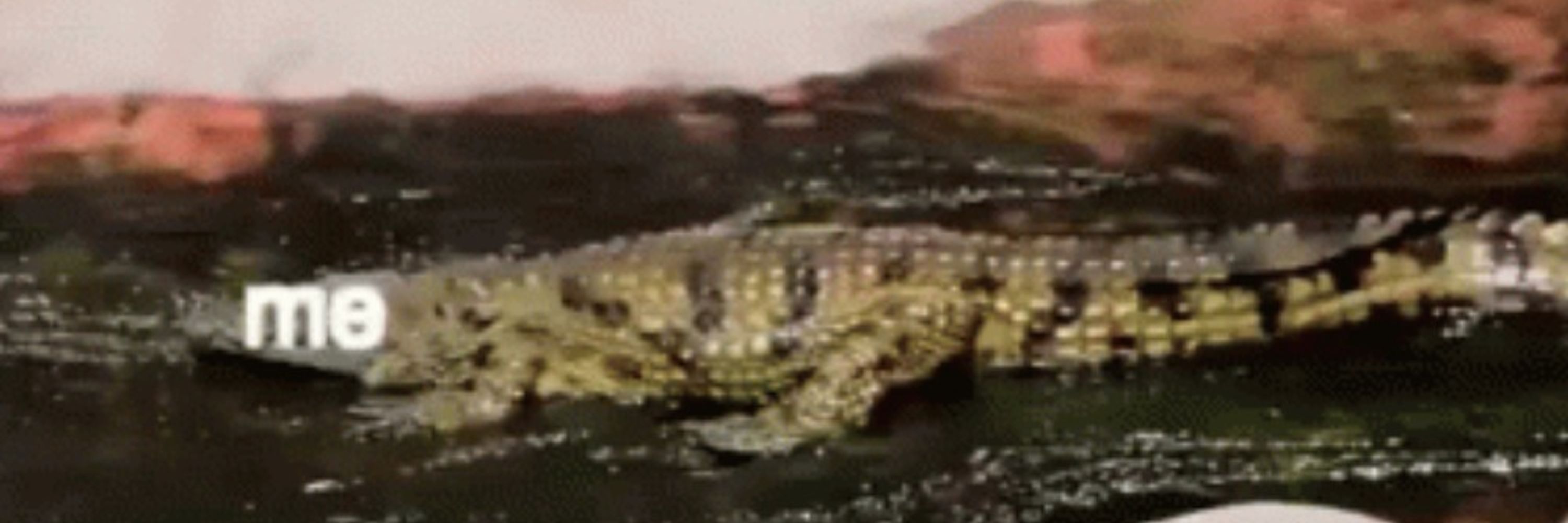 Toroca Rex