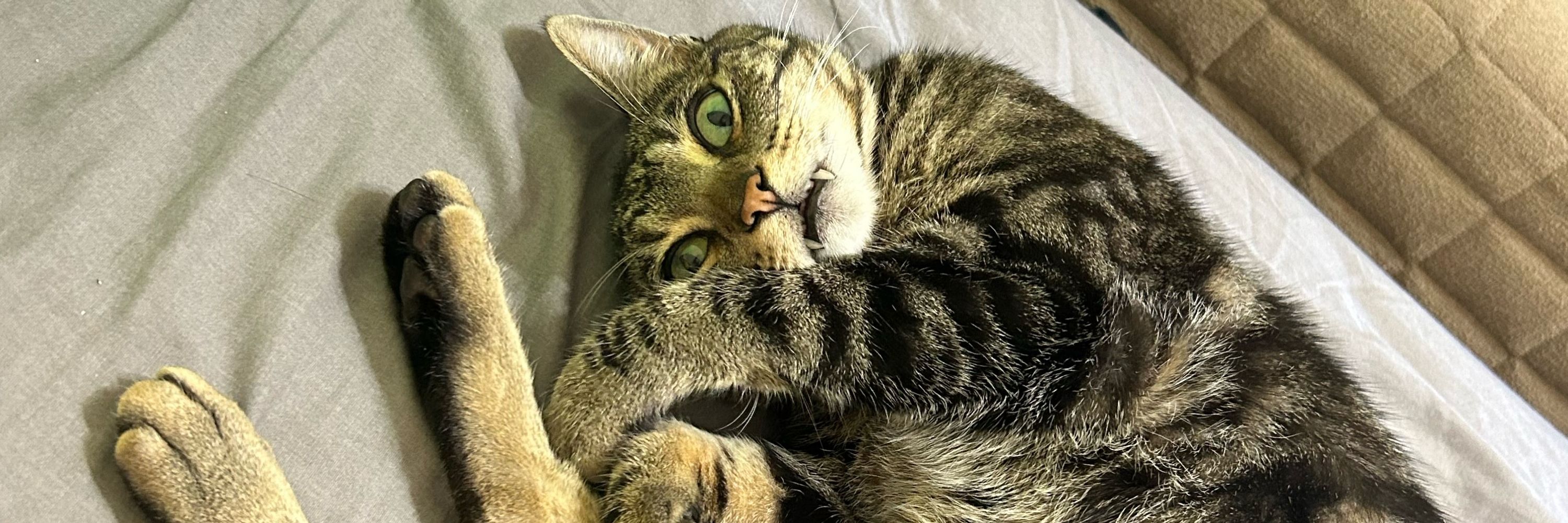 yvie (eevee)
