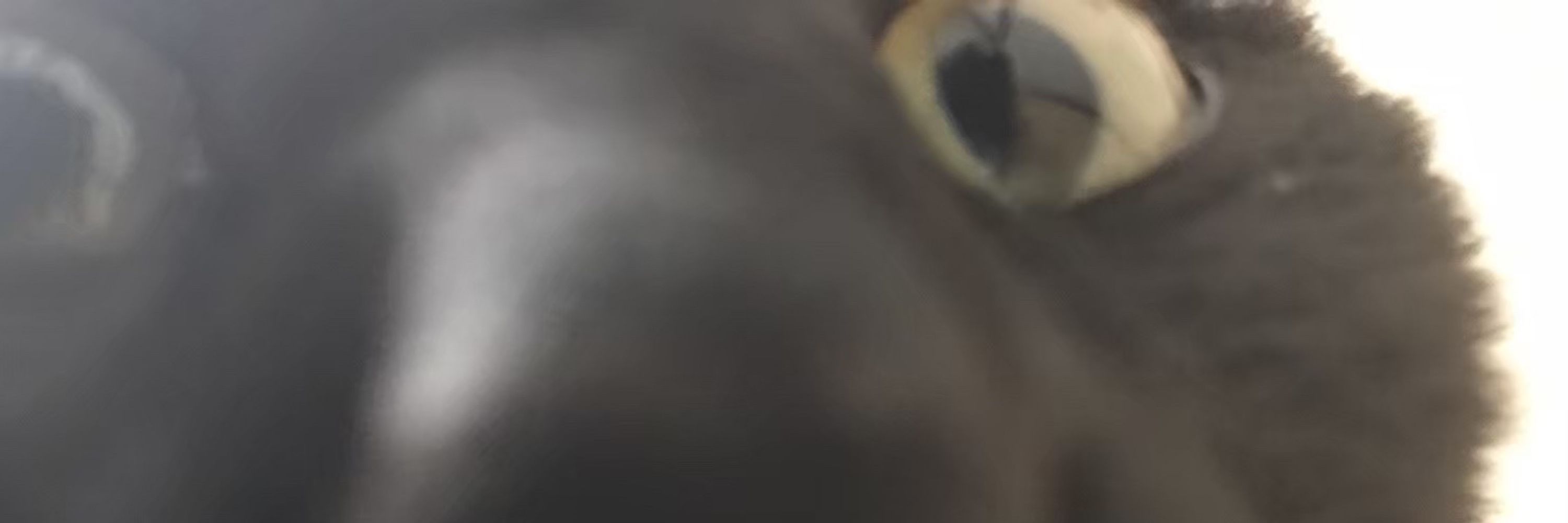 コタ