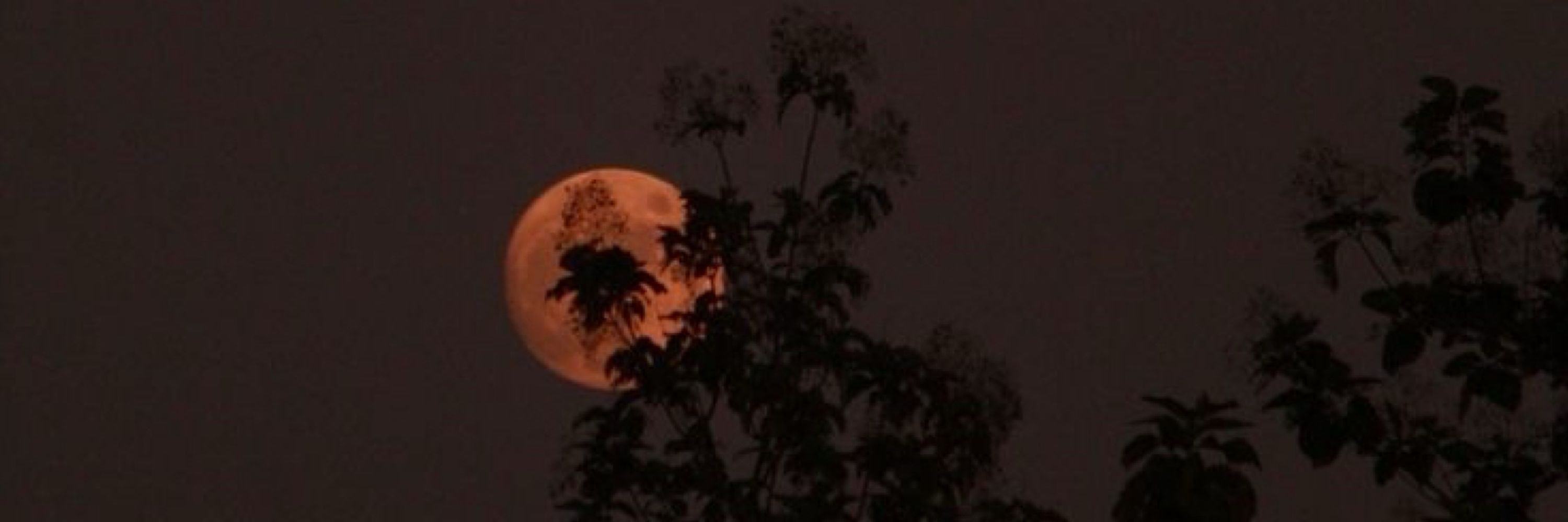 Taata⁷ 🌙